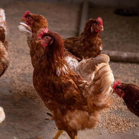Séjour à la ferme Son Juaneda *