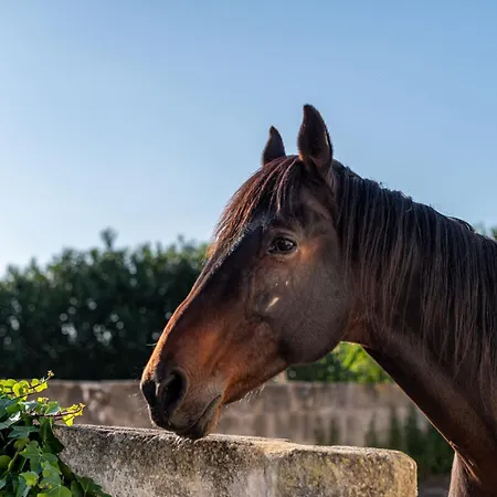 Séjour à la ferme Son Juaneda